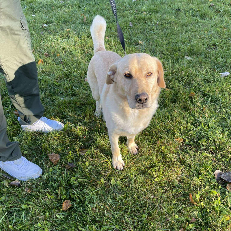 Azorek, Male · mix labradora · 4 years