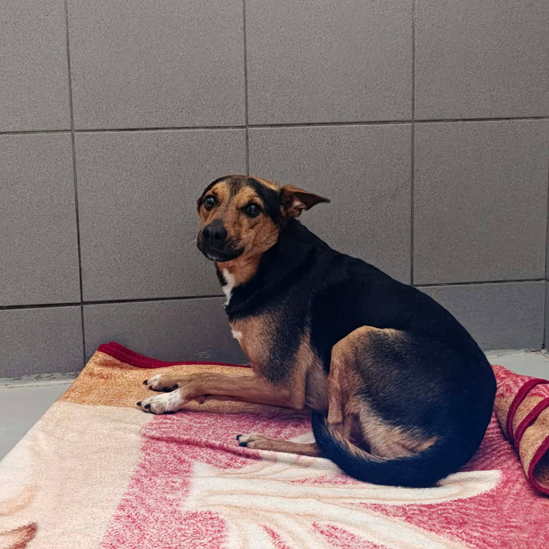 Ronie, Male · Mieszaniec · 5 years