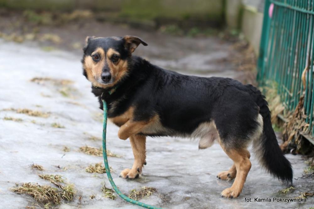 NEMO, Male · Mieszaniec · 3 years