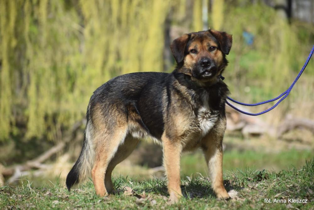 KENAI, Male · Mieszaniec · 6 years