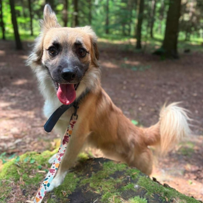 Dżeki, Male · Mieszaniec · 2 years