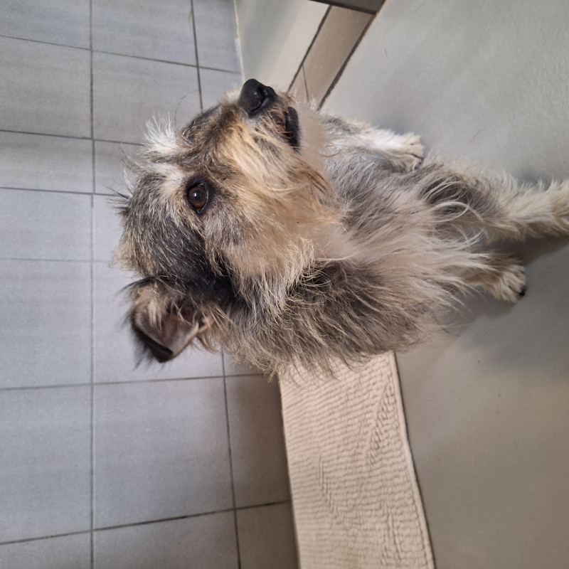 Drako, Male · Mieszaniec · 5 years