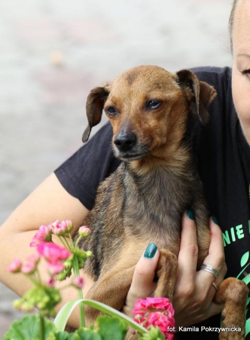 SARA, Female · Mieszaniec · 7 years