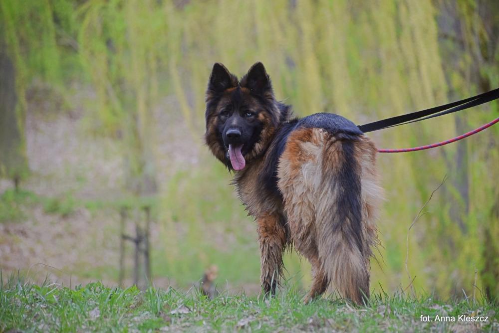 AZUL, Male · owczarek niemiecki · 1.5 years