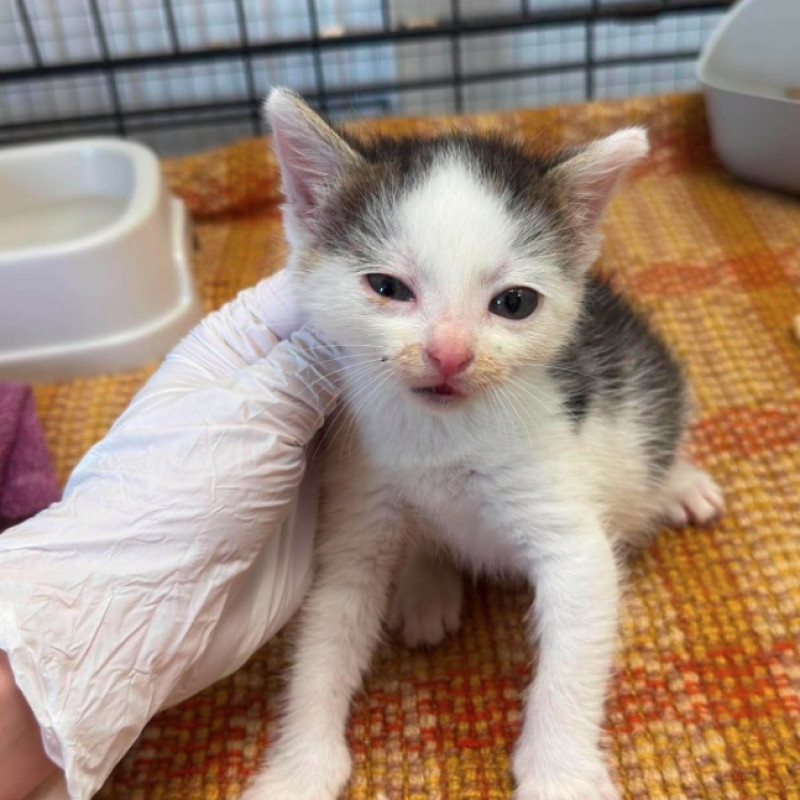 Natalia, Female · Dachowiec · Under 1 year