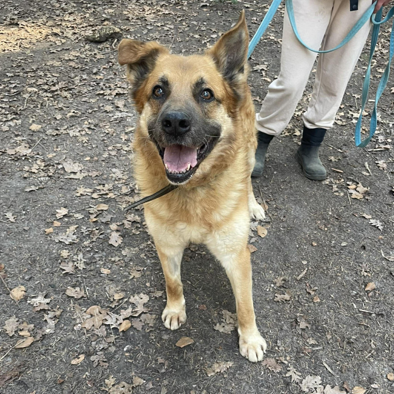 Bursztyn, Male · mix · 11 years