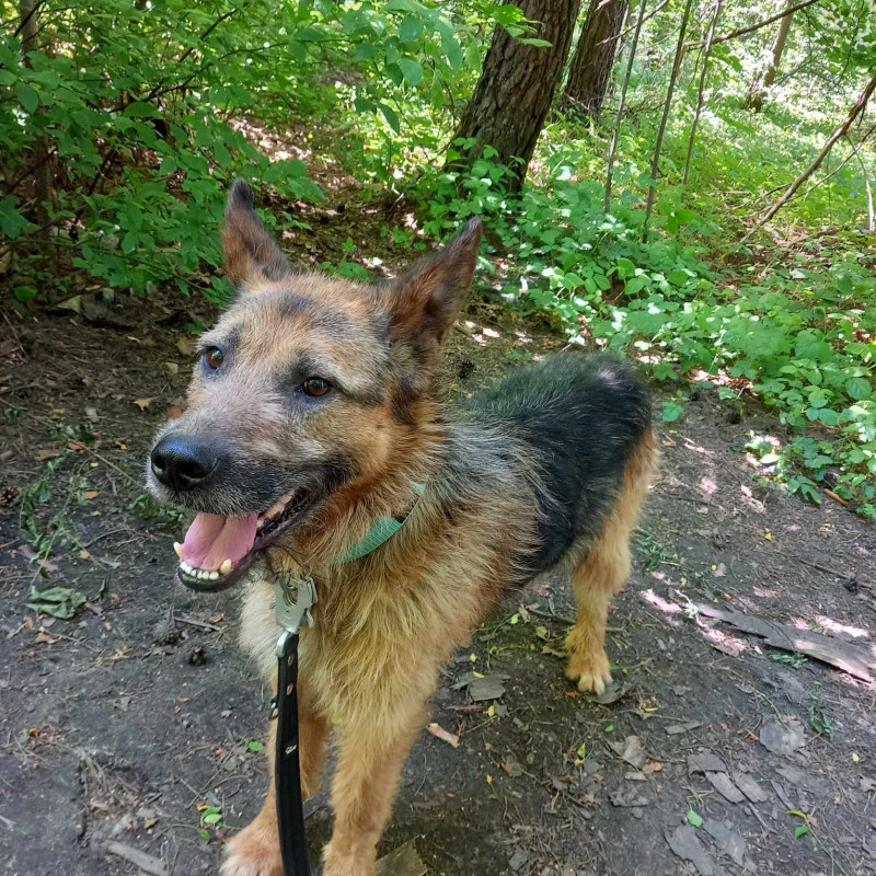 Czesiek, Male · mix · 6 years