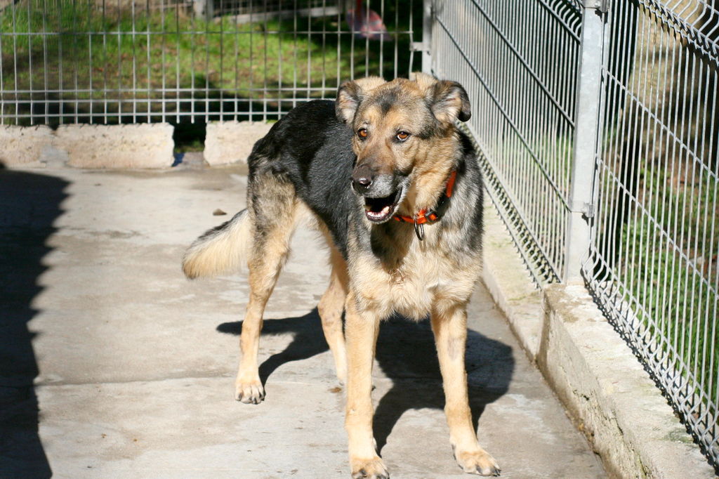 Foxtrot, Dog · Large size