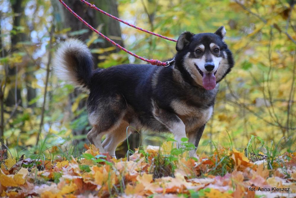 RACUCH, Male · Mieszaniec · 4 years