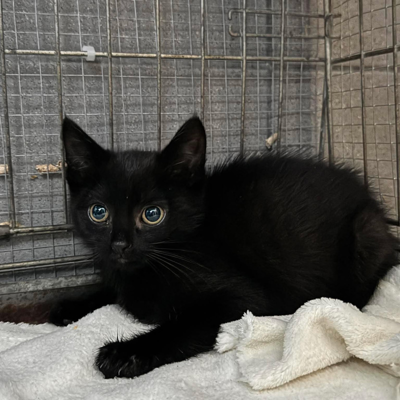 Norbi, Male · Dachowiec · Under 1 year