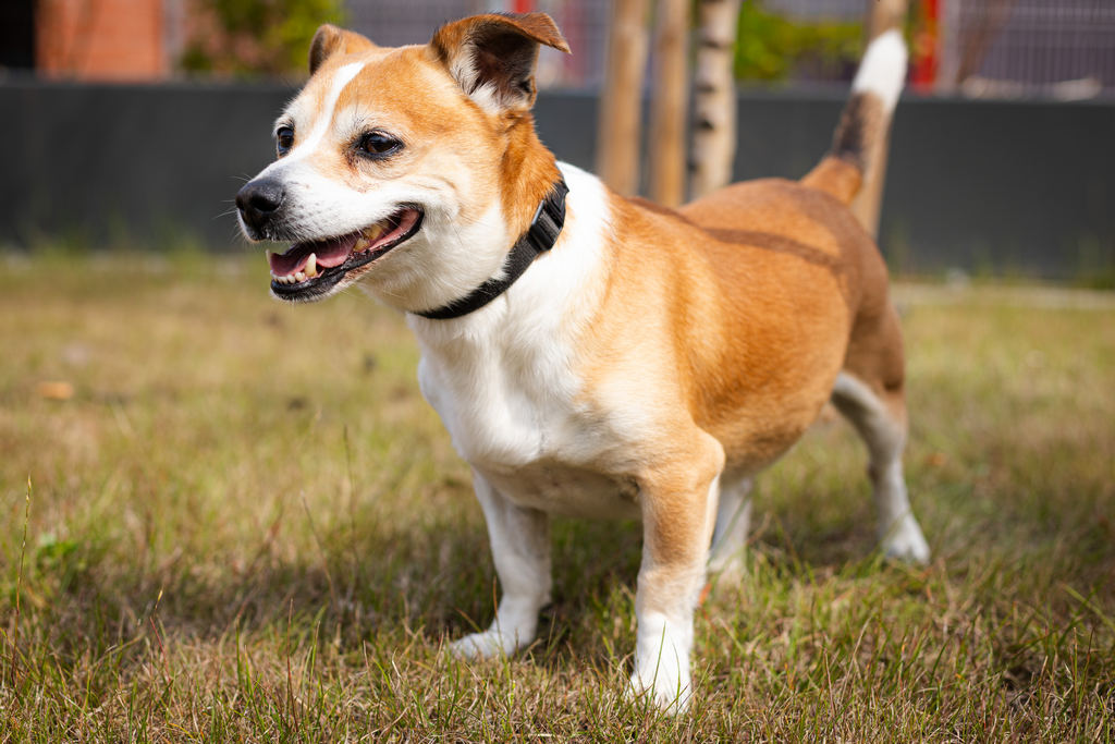 Dasti, Dog · Small size