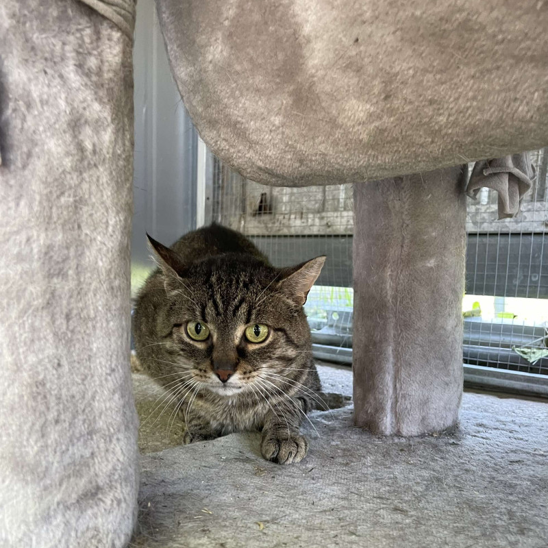 Lord Dymek (A35), Male · Europejska · 3 years