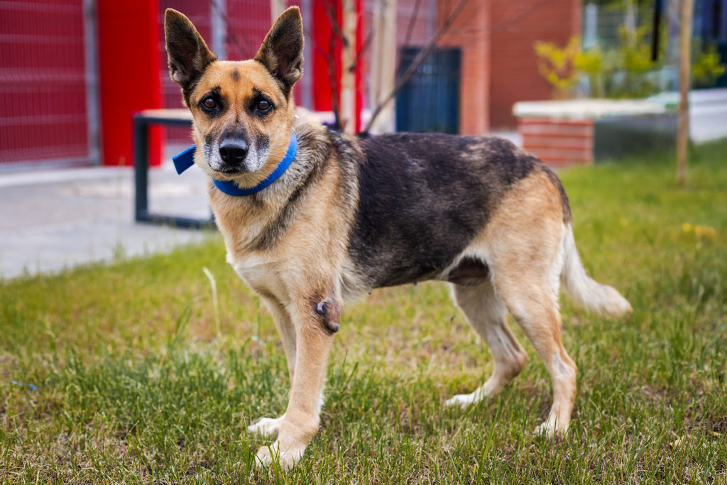 Dakota, Dog · Medium size
