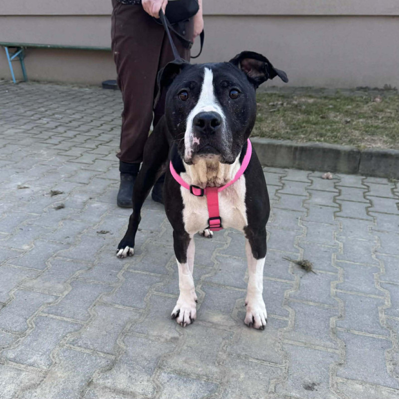 Elza, Female · Mieszaniec · 8 years