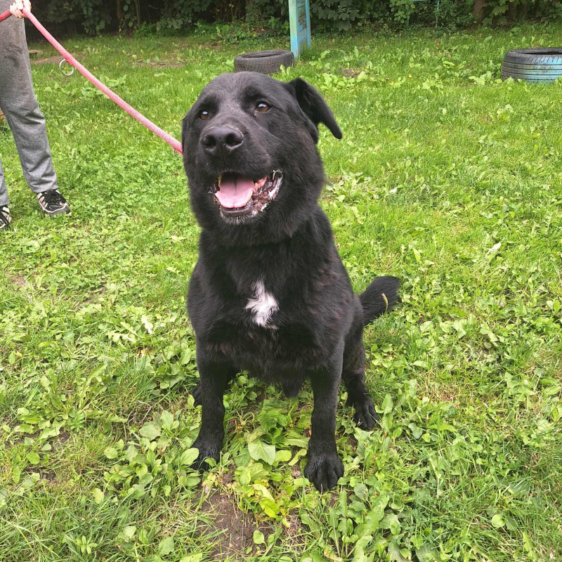 Pudzian, Male · Mieszaniec · 6 years
