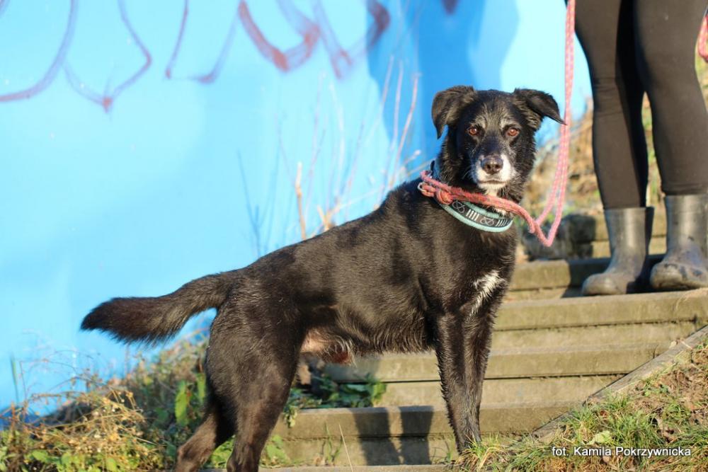 KENZO, Male · Mieszaniec · 12 years