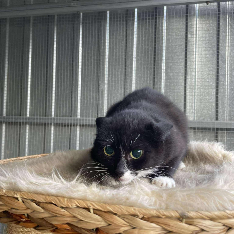 Diuczessa (A56), Female · Europejska · 6 years
