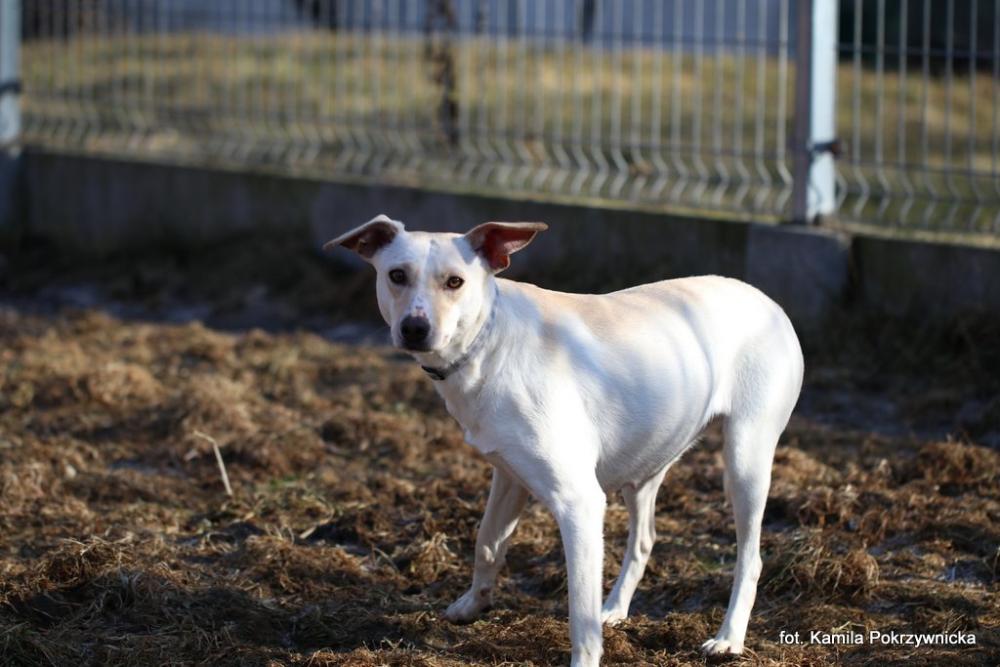 RESETKA, Female · Mieszaniec · 3 years