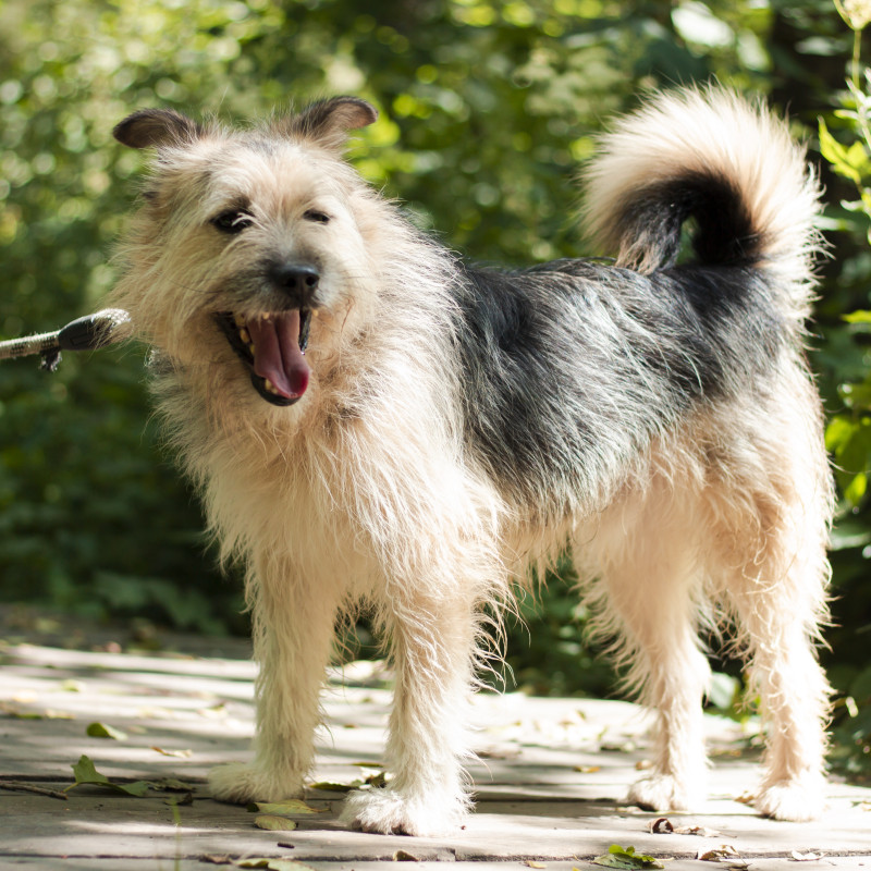 Randal, Male · MIESZANIEC · 11 years