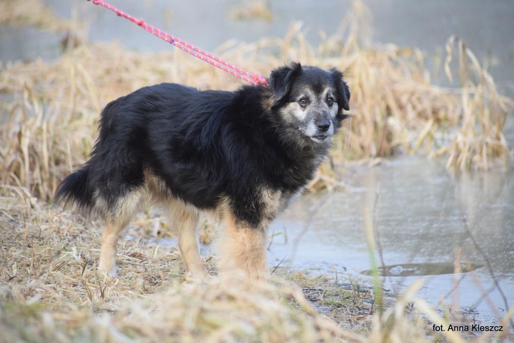FORREST, Male · Mieszaniec · 12 years