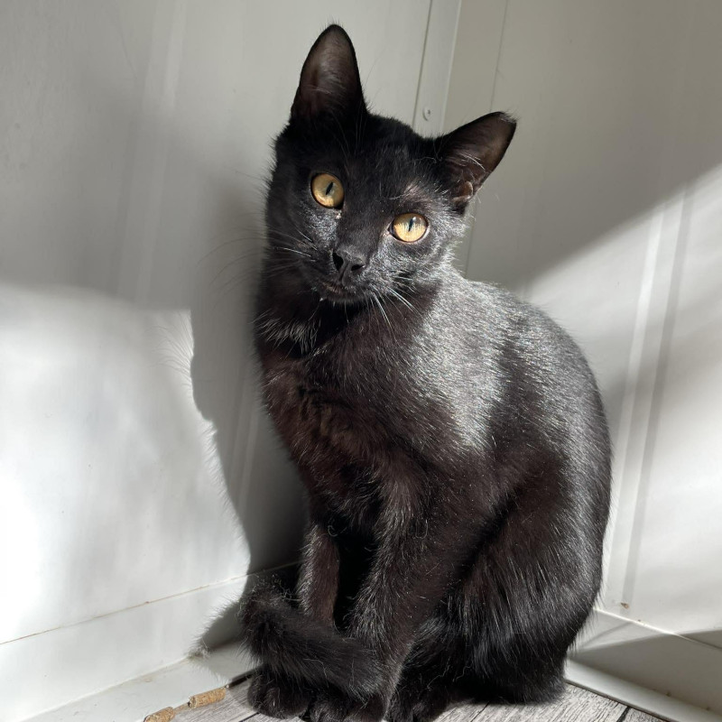 Don Vasyl (Um132-25), Male · Dachowiec · Under 1 year