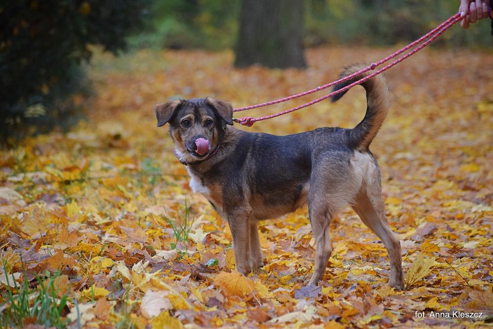 PIERNIK, Male · Mieszaniec · 6 years