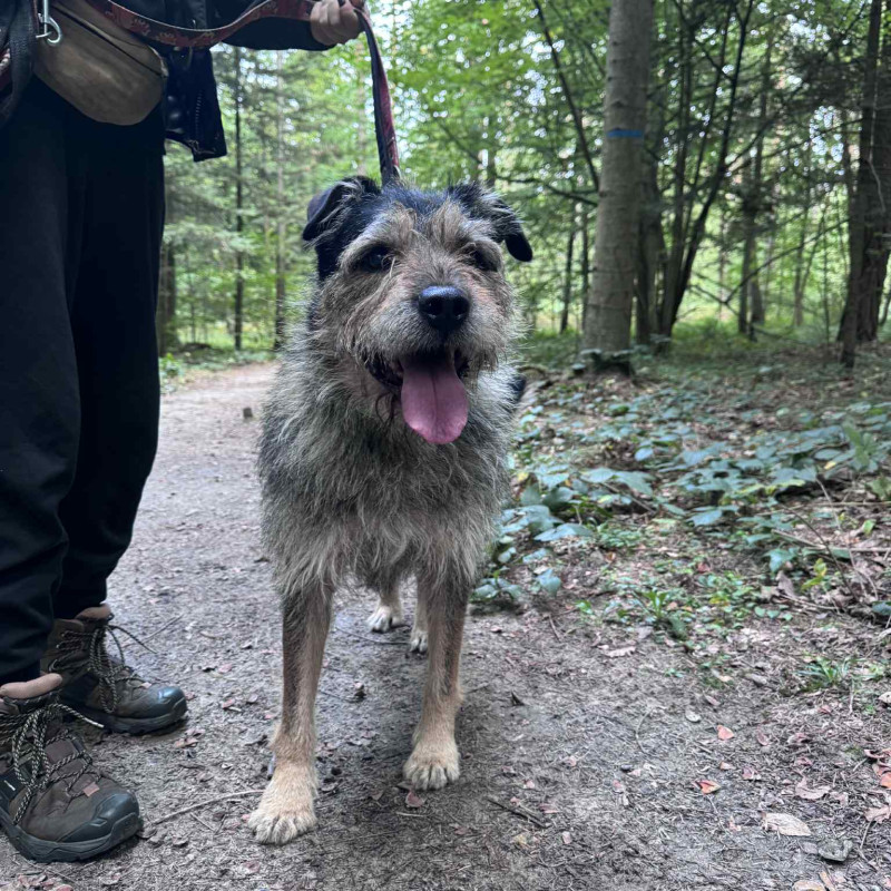 Szarak, Male · mix · 10 years