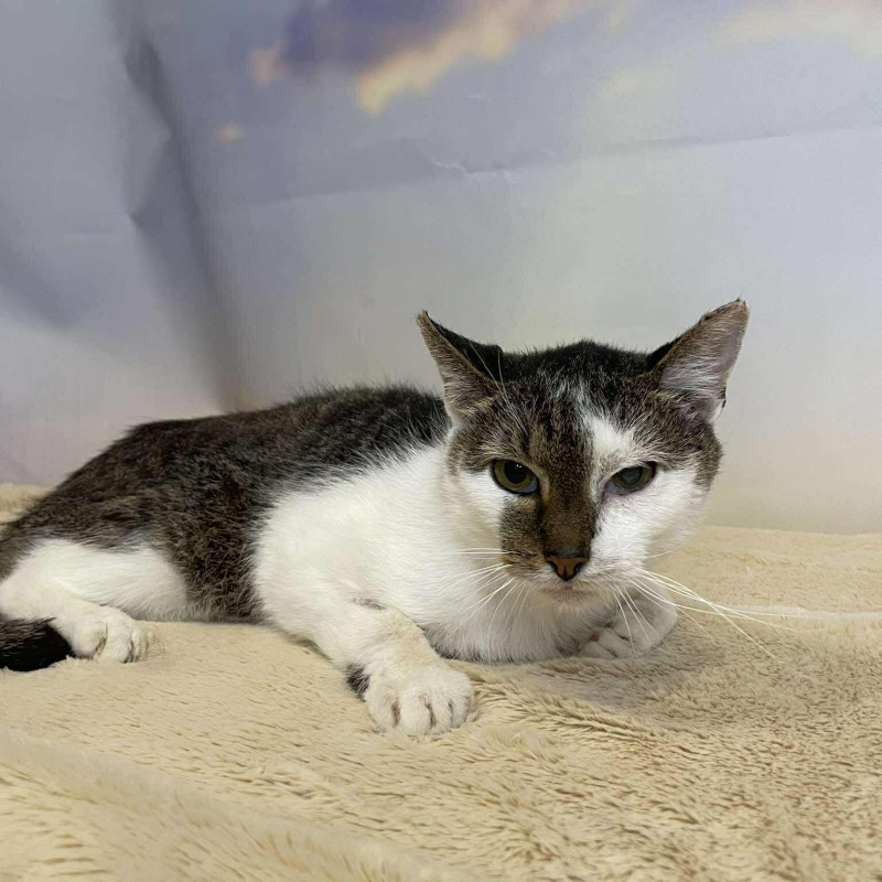 Sucharek (A64), Male · Dachowiec · 11 years