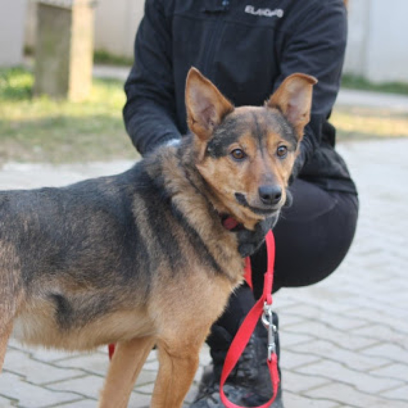Poligon, Male · MIESZANIEC · 12 years