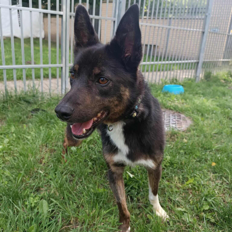 Kostek, Male · MIESZANIEC · 5 years