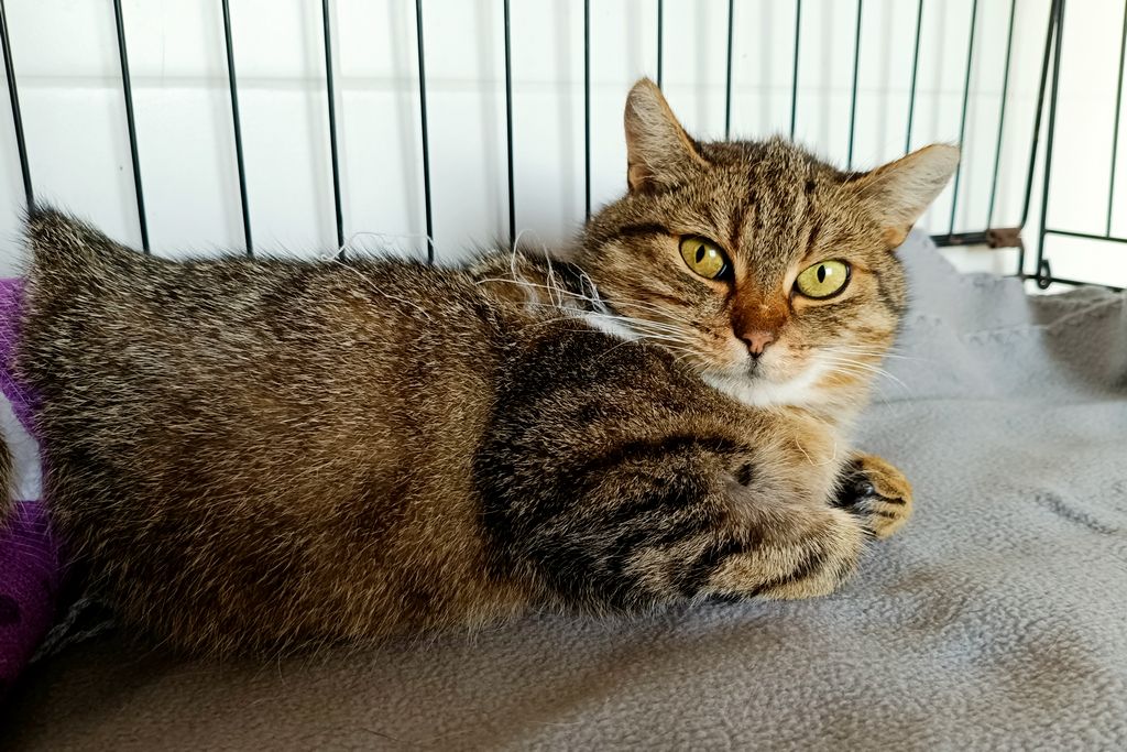 Kropka, Female · Cat