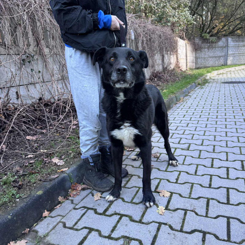 Sebuś, Male · mix · 8 years