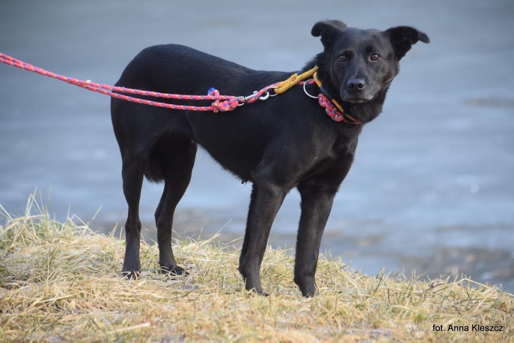 ROSA, Female · Mieszaniec · 9 years