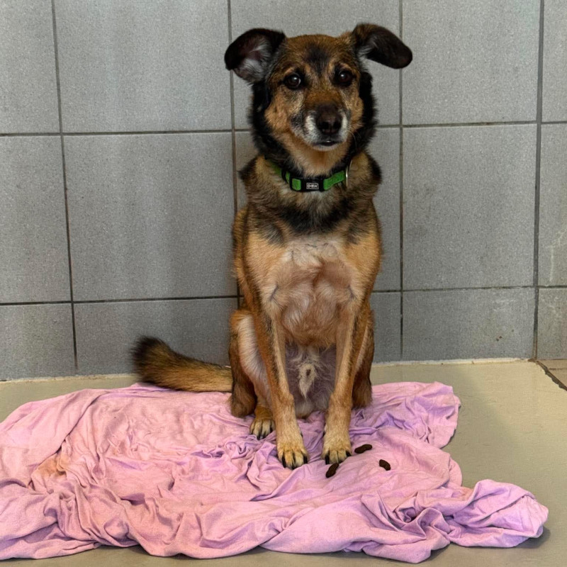 Dyzio, Male · Mieszaniec · 11 years