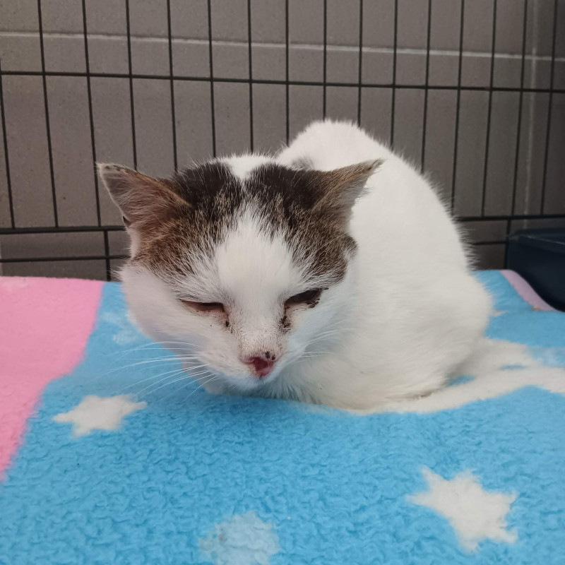 VoldemorDka (B15), Female · Dachowiec · 8 years