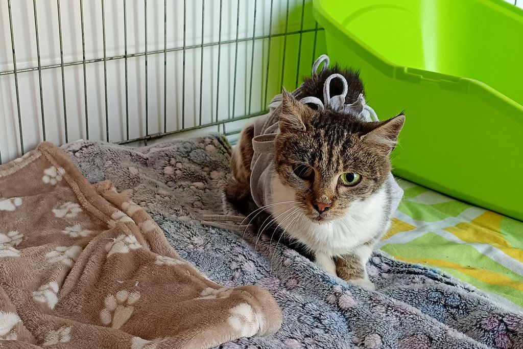 Łuna, Female · Cat