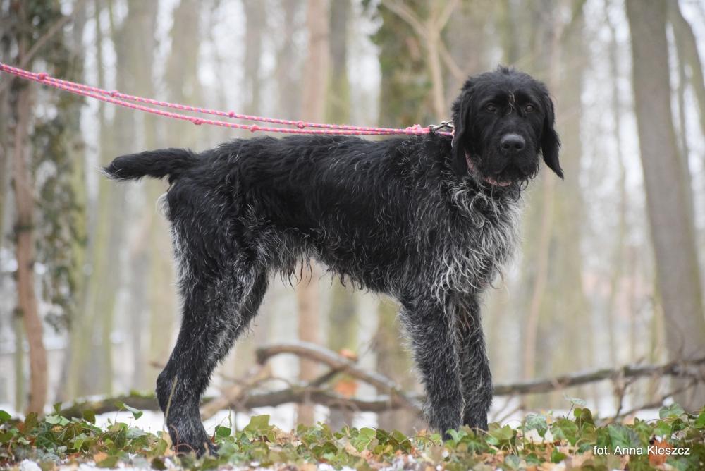 LOKO, Male · Mieszaniec · 4 years