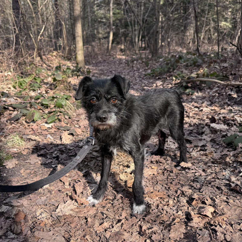 Pol, Male · mix · 7 years