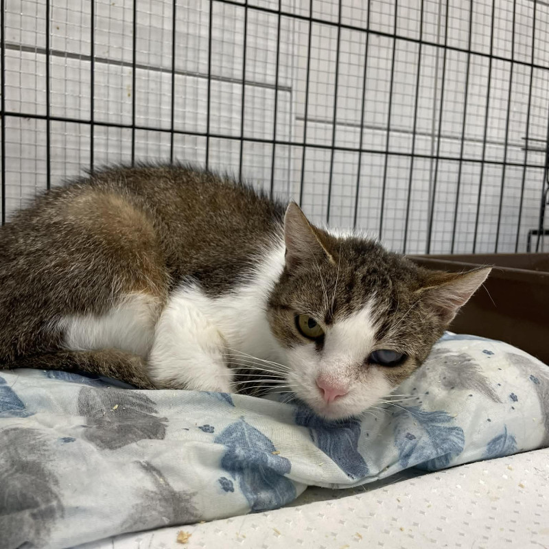 Hela (B7), Female · Europejska · 12 years