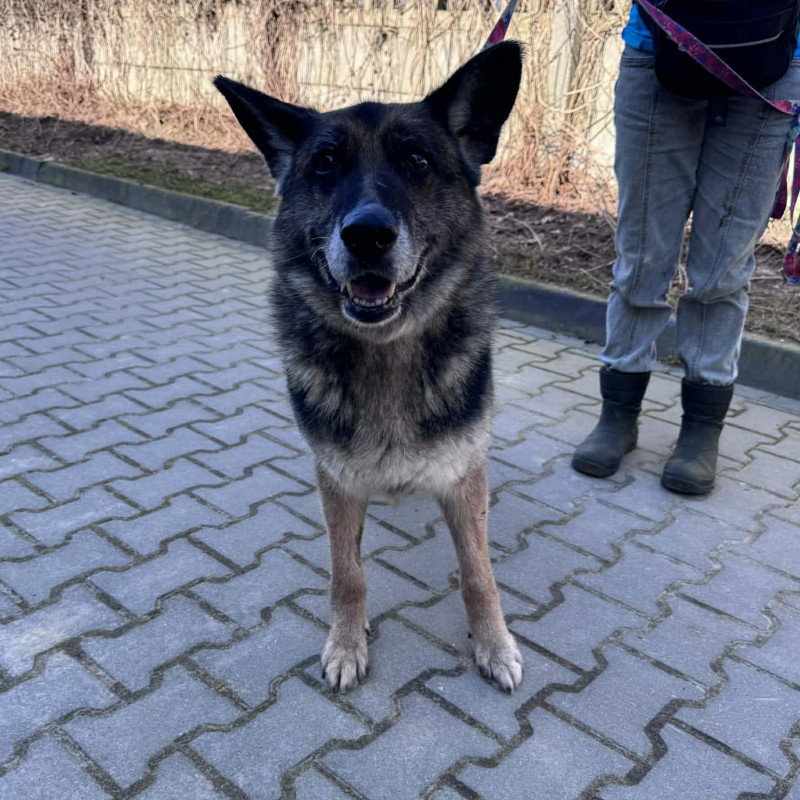Nati, Female · Mieszaniec · 10 years
