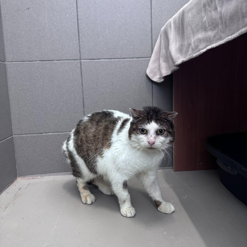 Sir Woś (B2), Male · Dachowiec · 11 years