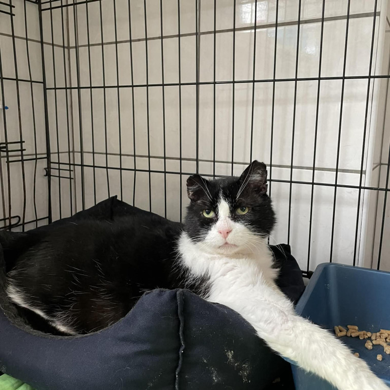 Pandzik (A139), Male · Dachowiec · 13 years