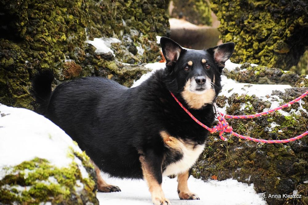 ZIUTEK, Male · Mieszaniec · 11 years