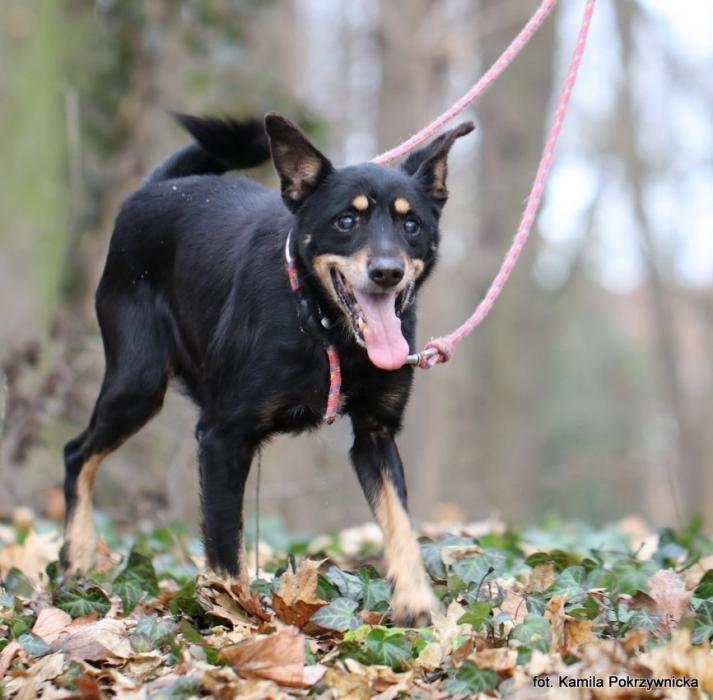 CHOJRAK, Male · Mieszaniec · 13 years