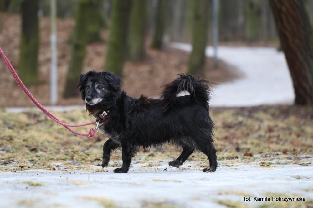 LIZZY, Female · Mieszaniec · 10 years