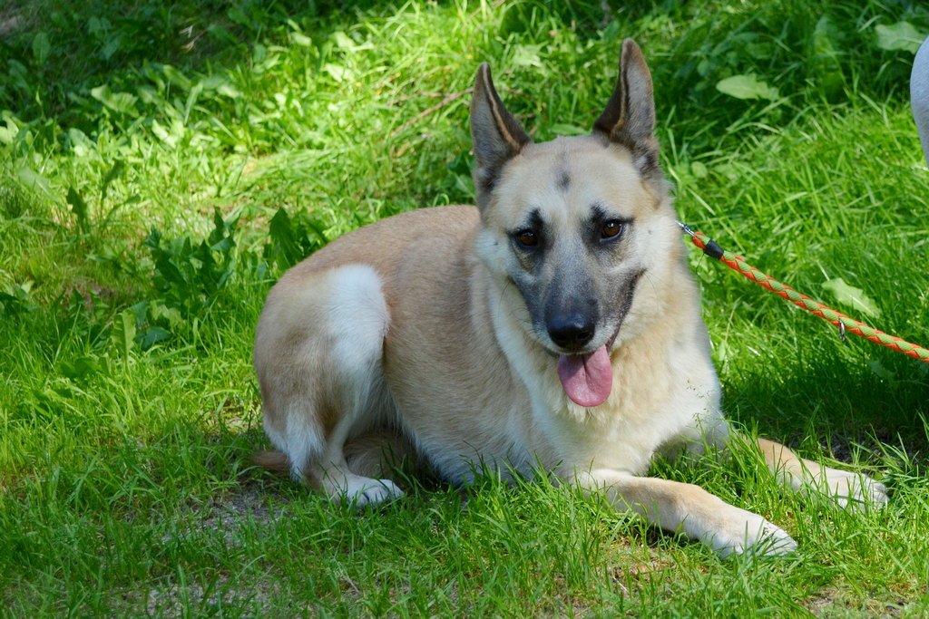 Andy, Samiec · Kundelek / mieszaniec · rozmiar duży