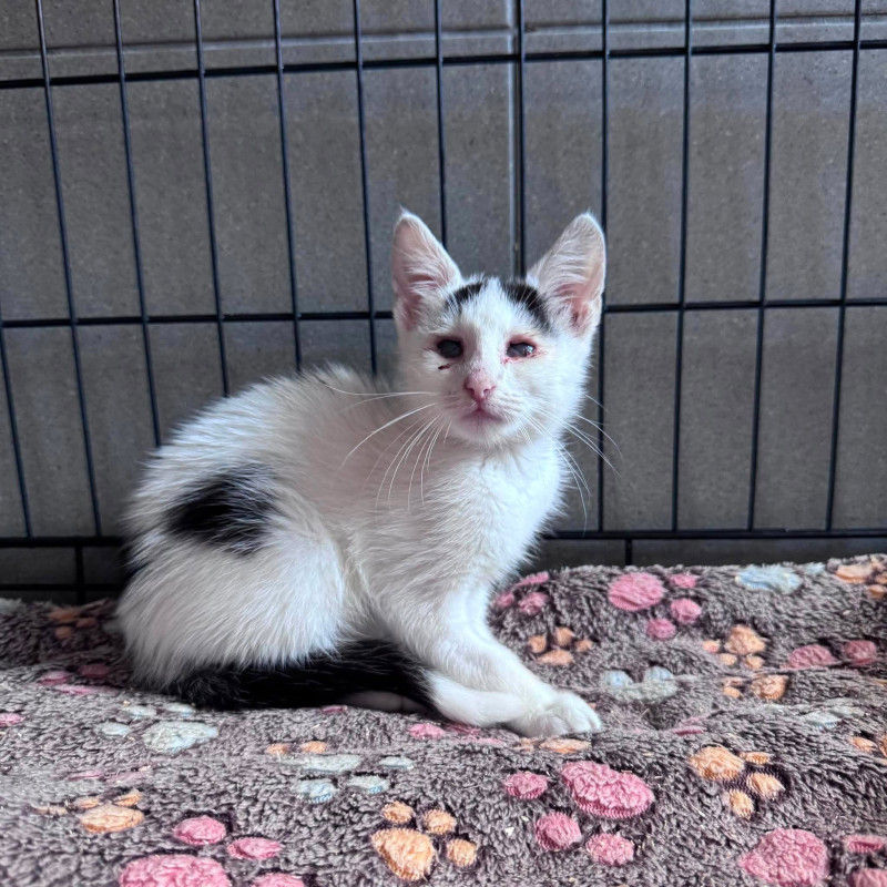 Alanka, Female · Dachowiec · Under 1 year