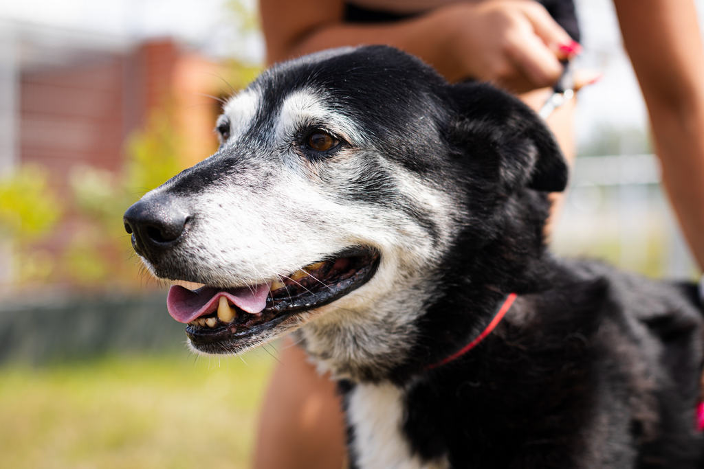 Limpariusz, Dog · Medium size