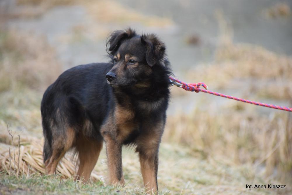 MIKUŚ, Male · Mieszaniec · 10 years