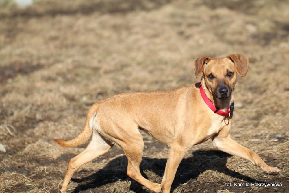WISEŁKA, Female · Mieszaniec · 3 years